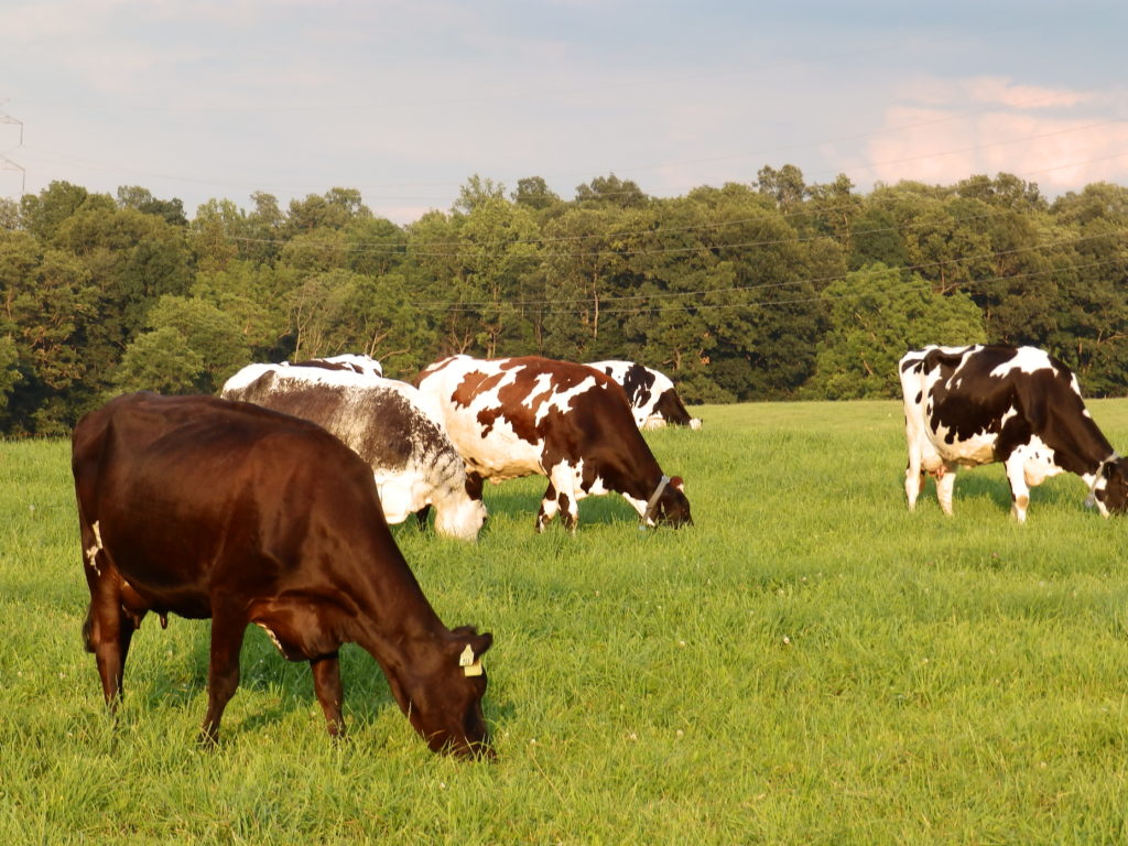 Cows grazing on a pasture