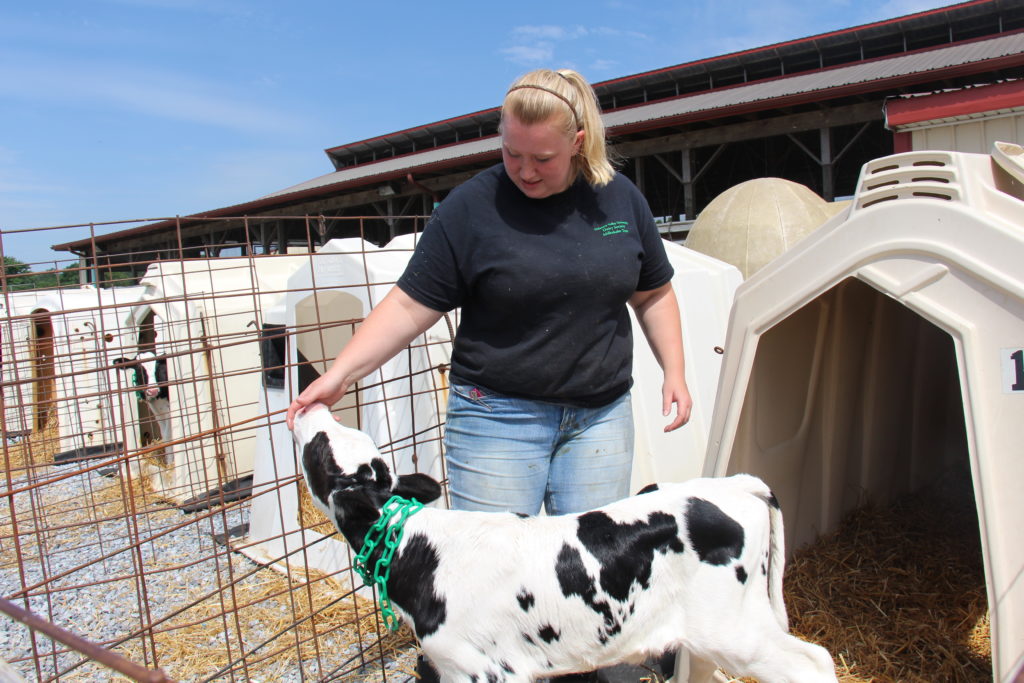 Caitlyn, a 2019 on-farm intern, working with calves