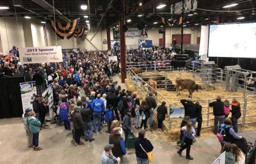 Calving Corner 2019