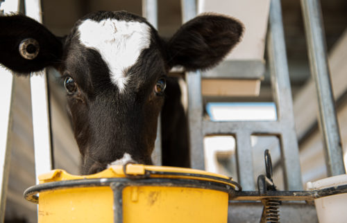 Calf