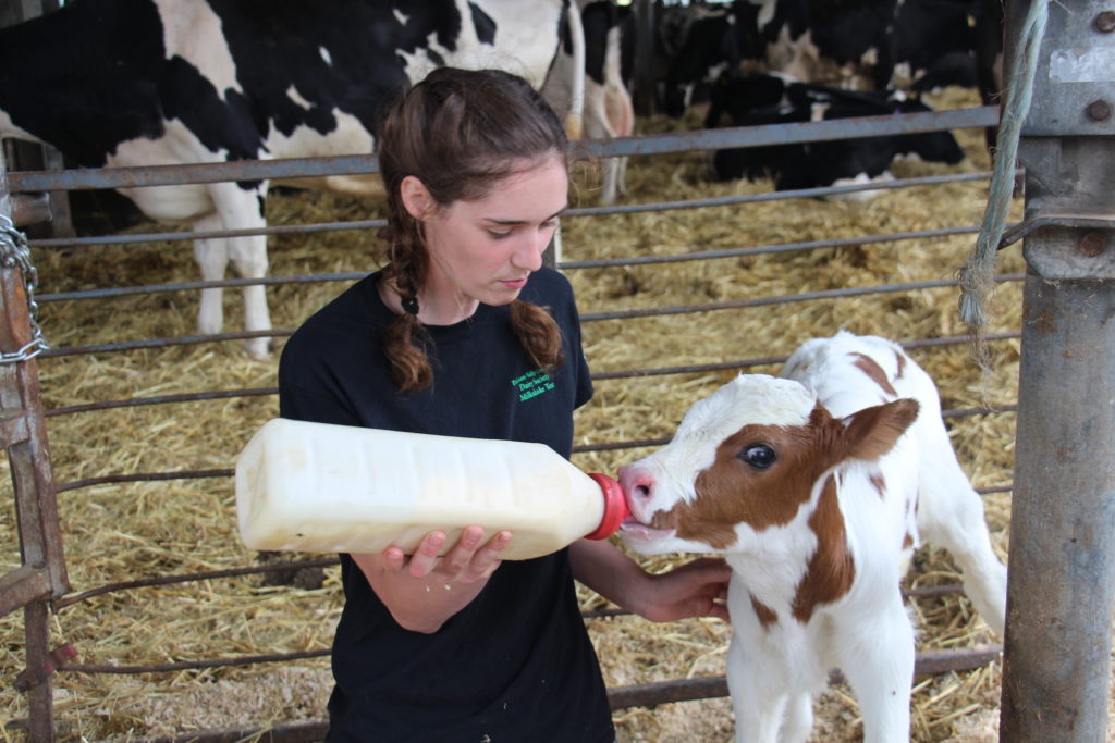 An intern and a calf