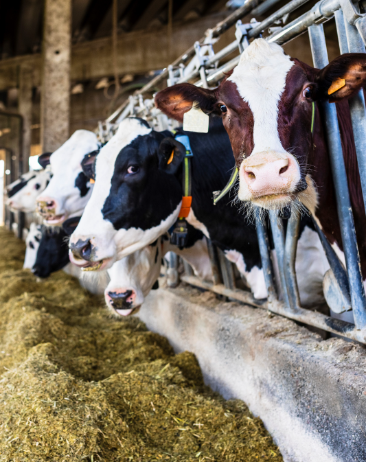 Center for Dairy Excellence Awards 210,000 to Help Dairy Producers