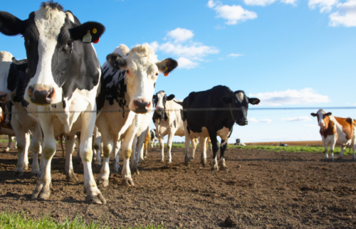 Cows