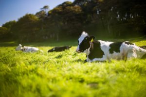 Cow in pasture