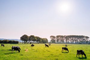 Cows in field